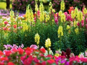 Sturdy stems showcase clusters of snapdragon-like focal point cut flowers in bright yellow and pink colors, framed by lance-shaped, dark green foliage.