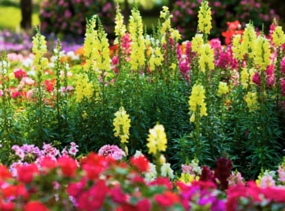 Sturdy stems showcase clusters of snapdragon-like focal point cut flowers in bright yellow and pink colors, framed by lance-shaped, dark green foliage.