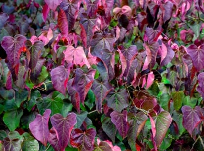 The forest pansy redbud tree has heart-shaped leaves that transition from green to purple.