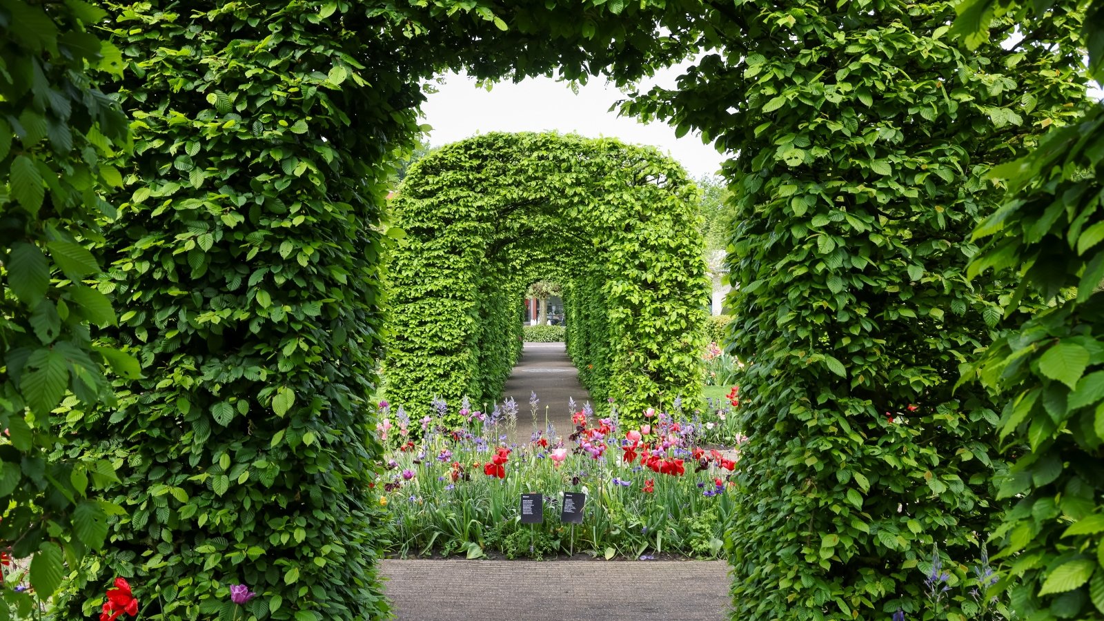 View of a formal garden adorned with meticulously groomed arches, accentuated by vibrant displays of blooming tulips and irises.
