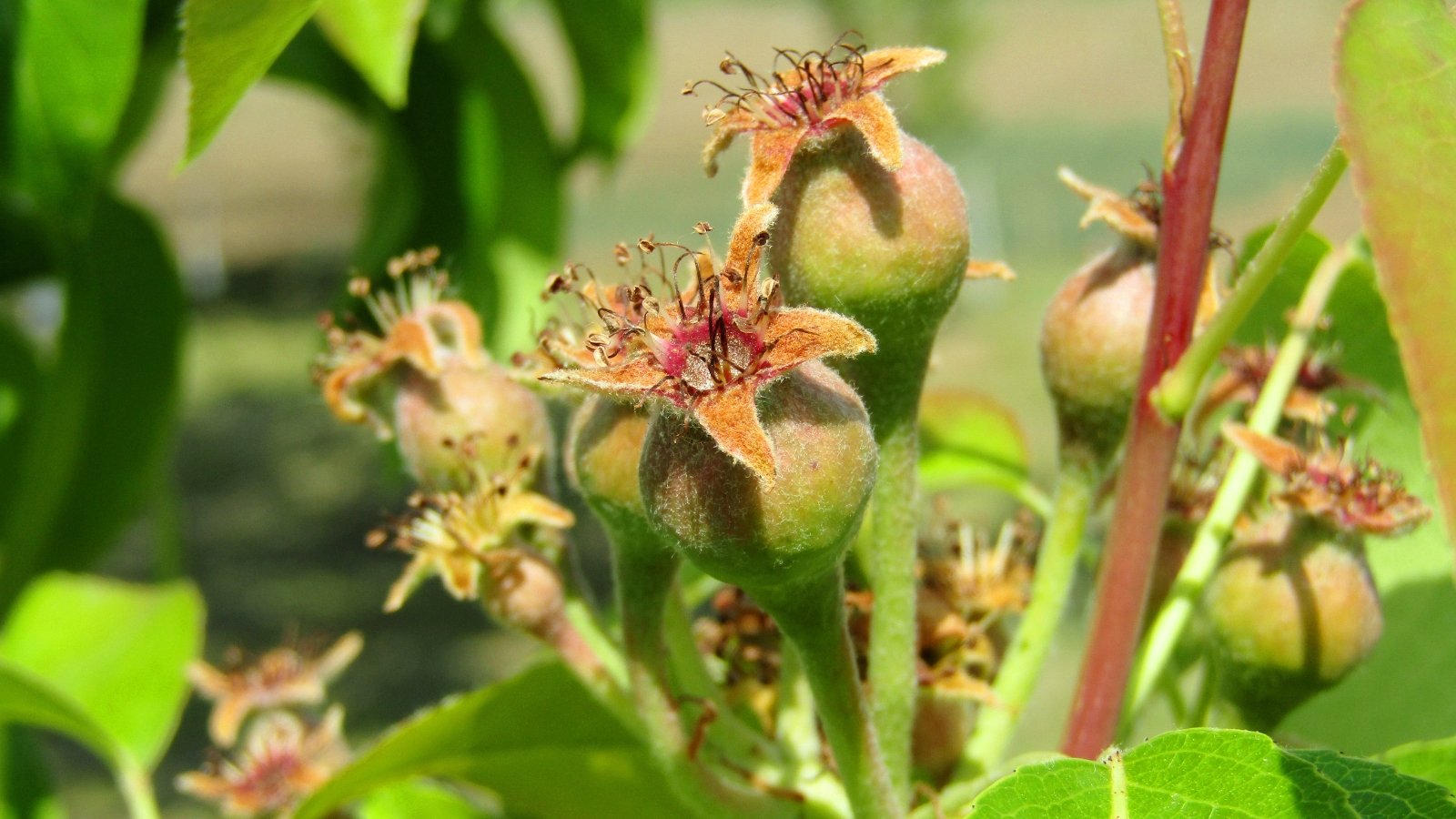 Close-up of pear fruit formation, clusters of small oval green fruits with dry, protruding stamens at the tops.