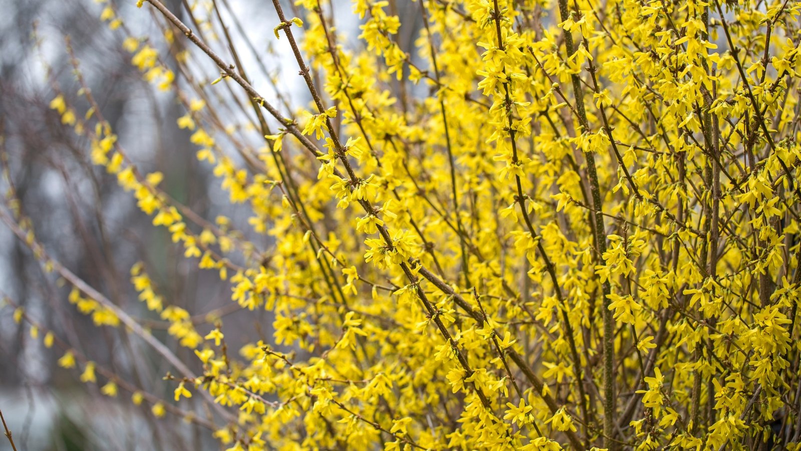 Bright yellow flowers bloom in clusters along bare arching branches, in the garden.