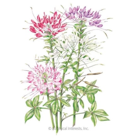 Fountain Blend Cleome Seeds