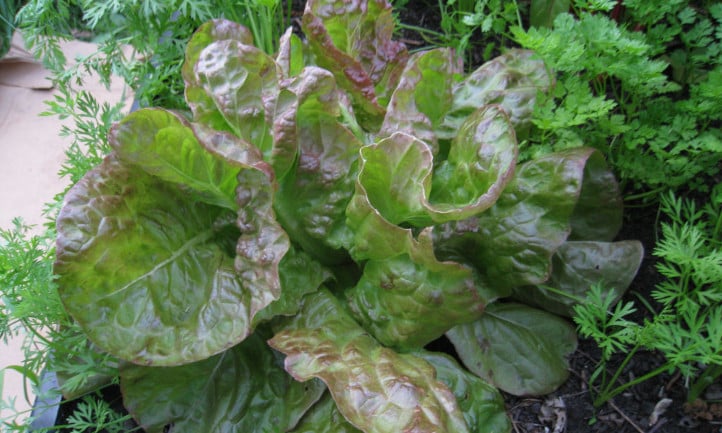 Four Seasons lettuce