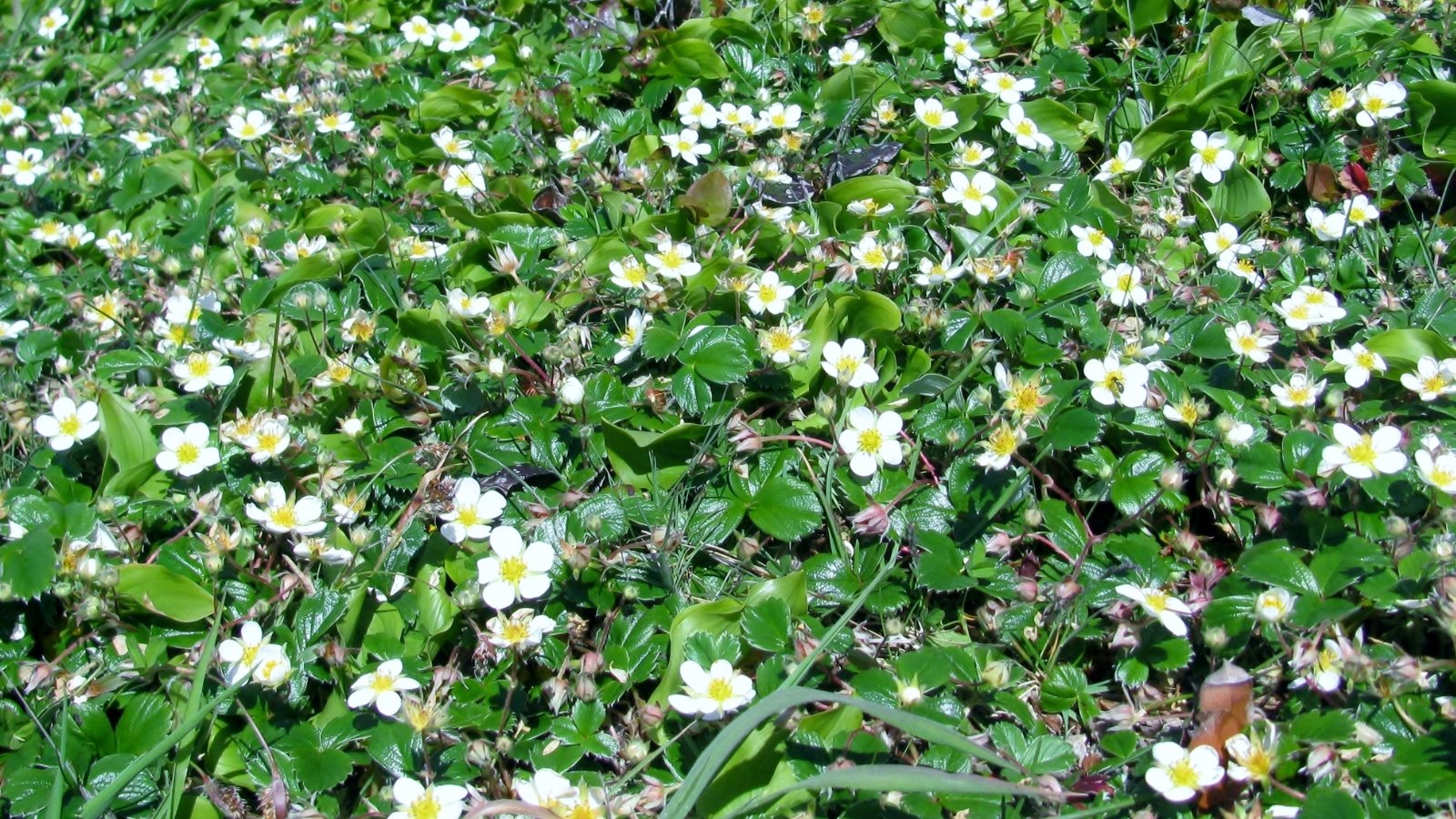 Spreading stems with scalloped green leaves and delicate white, five-petaled flowers with yellow centers.