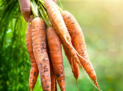 Close up of bunch of freshly picked fresh eating carrots with elongated tapered bright orange roots with bright green tufts of feathery leaves on top, in hand of gardener, against green garden background.