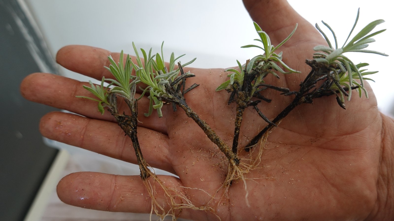 A hand holding several young Lavandula cuttings with soft green leaves and thin, freshly cut stems.
