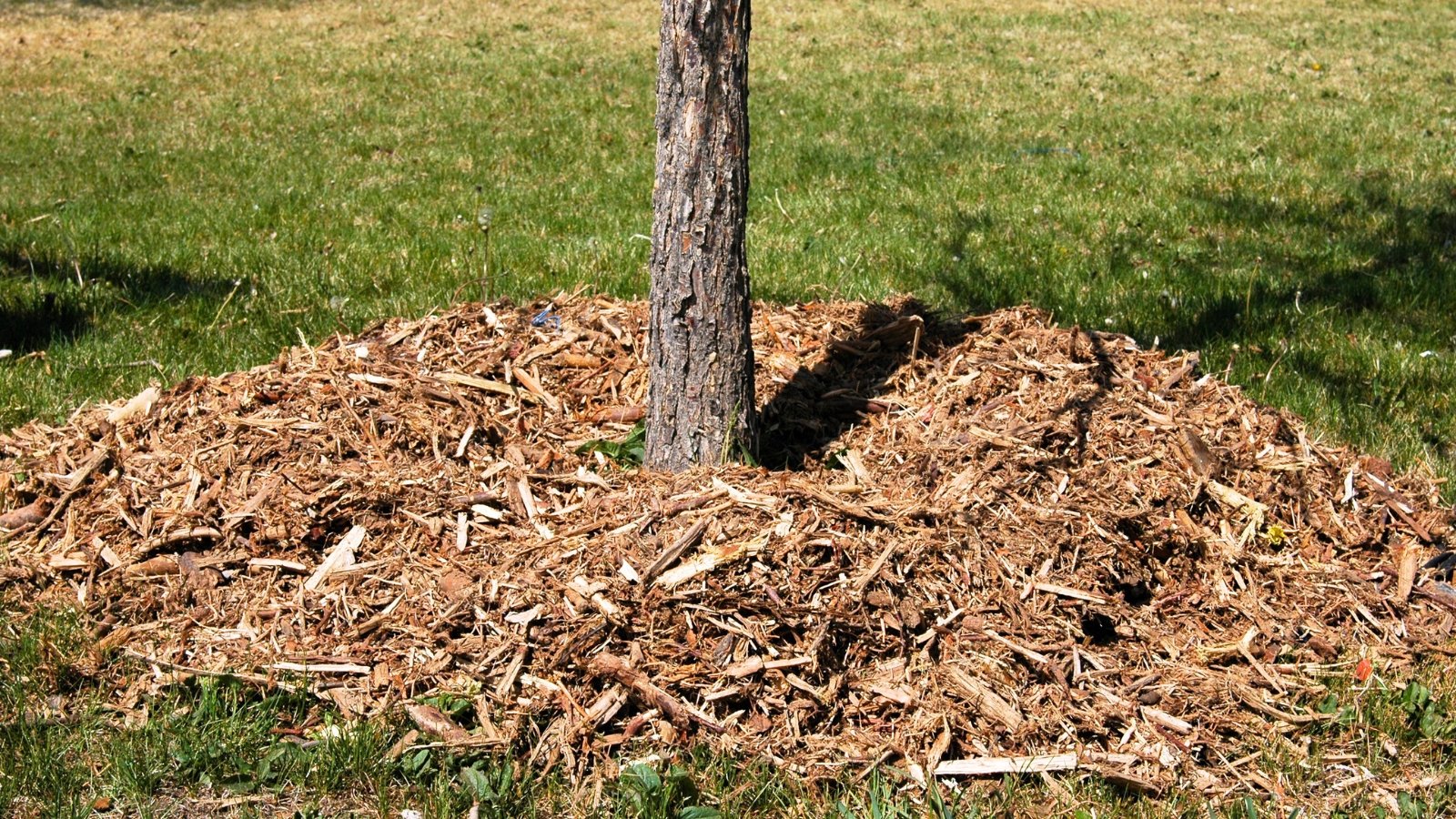 Close-up of a gray, loose tree trunk, the base of which is covered with a thick layer of wood chip mulch.