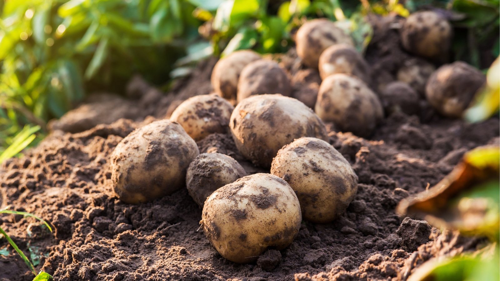 Freshly harvested Satina potatoes rest atop dark, rich soil, their earthy skins still speckled with dirt. Green leaves bask in the sunlight, framing the scene with a touch of natural radiance and growth.