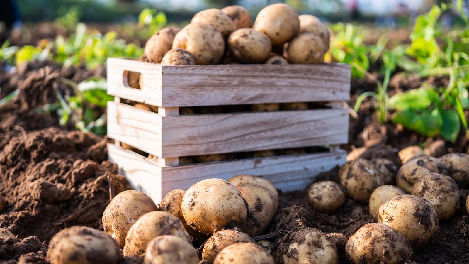 A wooden crate overflows with fresh potatoes, promising hearty meals. In the earth nearby, more potatoes nestle, awaiting their turn to be harvested. Greenery provides a backdrop, hinting at the fertile garden's abundance.