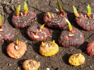 Sprouting Gladiolus hortulanus corms with reddish outer layers and green tips laid out on soil.