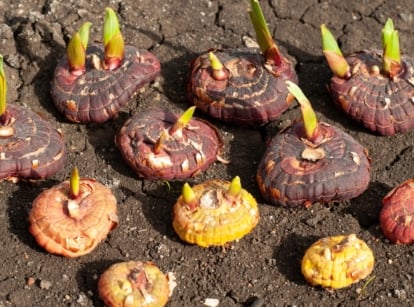 Sprouting Gladiolus hortulanus corms with reddish outer layers and green tips laid out on soil.