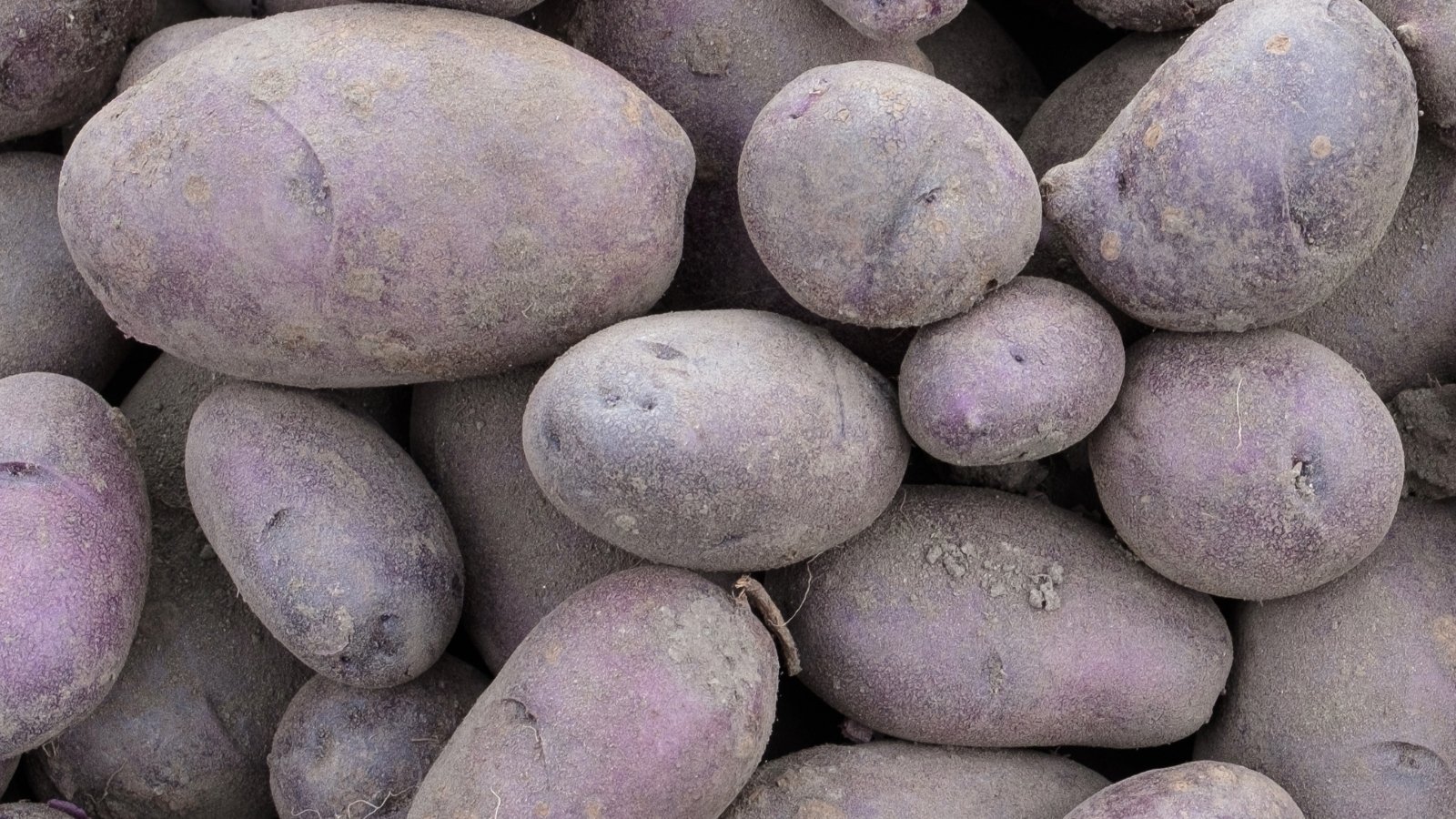 Purple Russian Blue potatoes, nestled together. Tiny remnants of soil cling to their textured skins, evidence of their natural origin and the earthy journey they've undergone from farm to table.