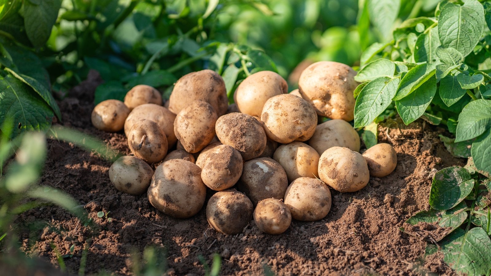 freshly harvested Solanum tuberosum placed on top of the soil in the middle of planted crops.