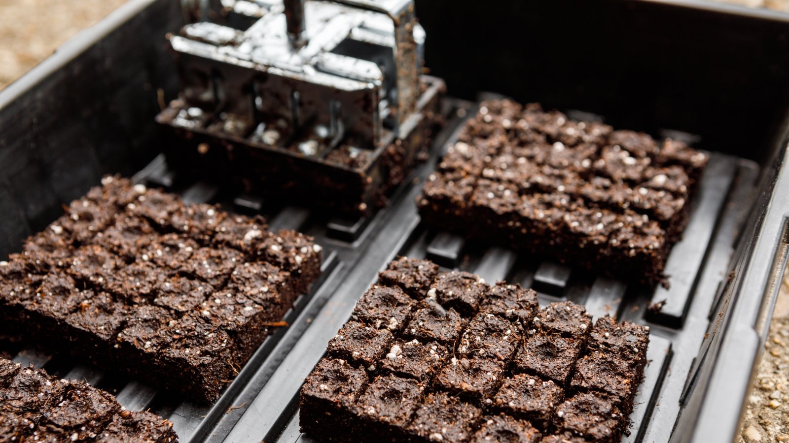 Close-up of small, evenly cut, moist cubes sitting in a tray, each with neat, compacted square shapes, rich brown and textured, waiting for seeds to be placed inside, while the metallic pressing tool rests on the surface.