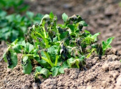 frost kill potatoes