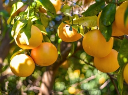 A mature tree with smooth, light brown bark, sturdy branches, and glossy dark green leaves bears large, round, golden-yellow fruits, showing that fruit trees never grow well without proper care.