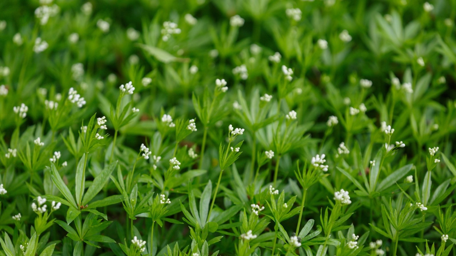 Tiny white star-shaped flowers lightly dot a dense bed of narrow green leaves, creating a soft, airy texture across the low-growing greenery.