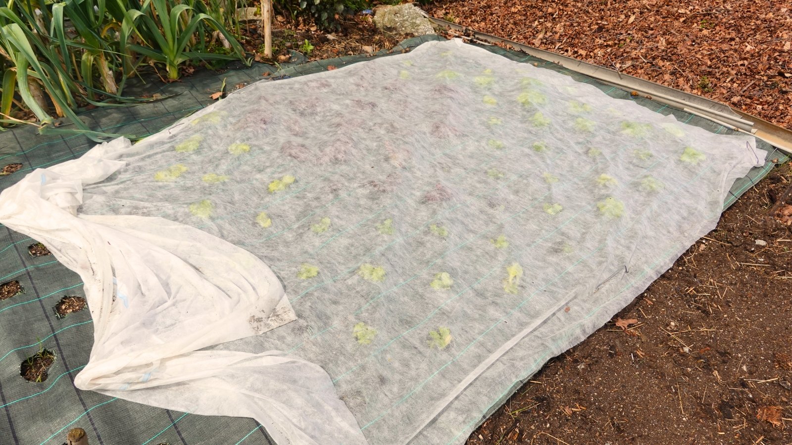A flower bed with young seedlings is covered with a white frost fabric.

