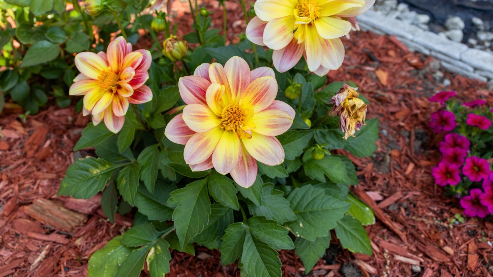 A bed mulched with red wood chips features flowering dahlias with large, showy blooms of bright yellow fading to soft pink at the tips, made up of two layers of oval petals.