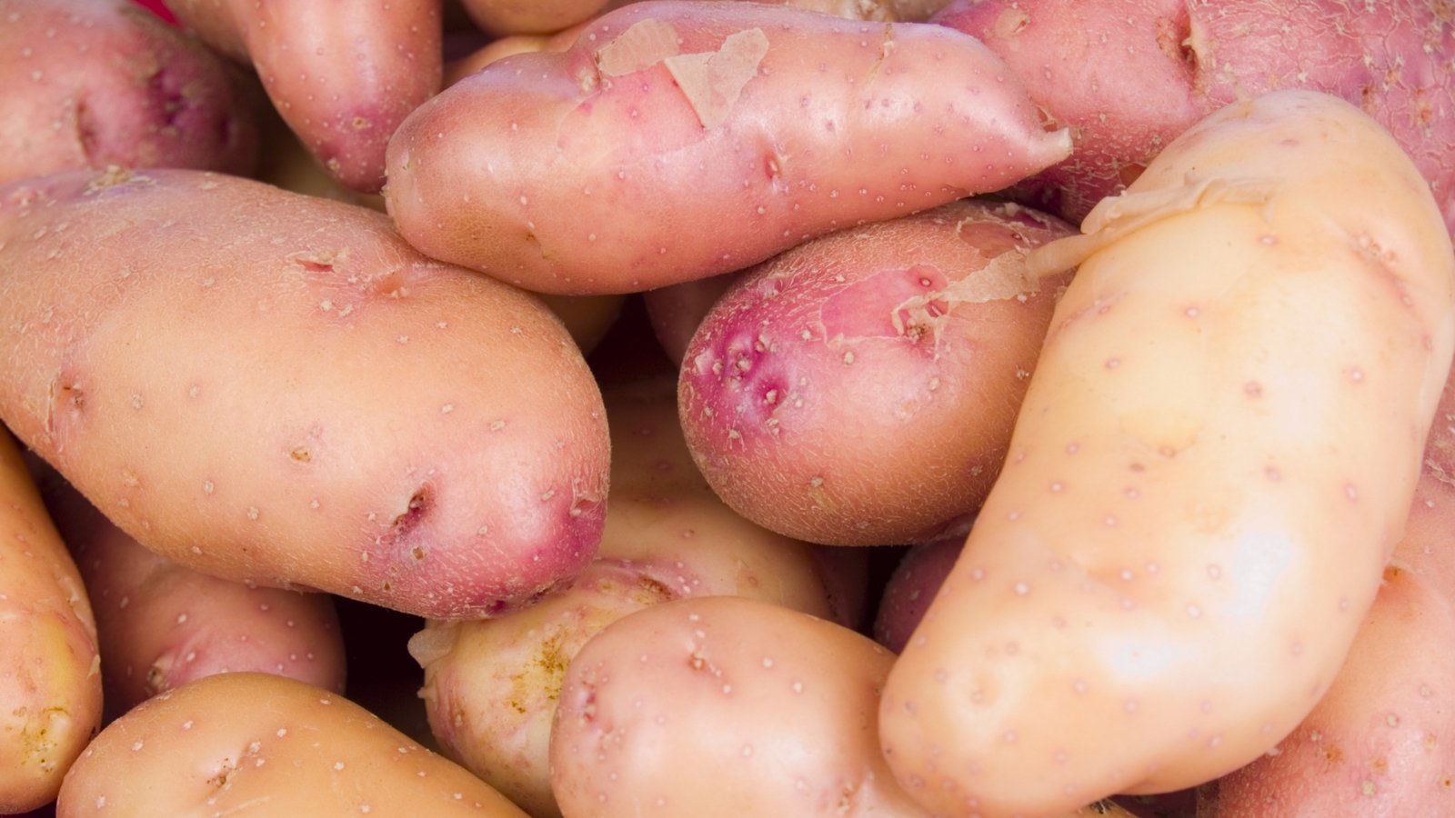 A close-up of French Fingerling potatoes, showcasing their red and pale brown skins, creating a vivid contrast. Bathed in soft, natural light, highlighting their unique textures and colors, inviting the viewer to savor their earthy essence.