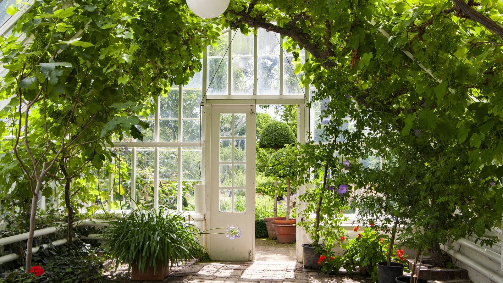 View of the exit from a white glass conservatory (greenhouse) with various tropical and evergreen plants.