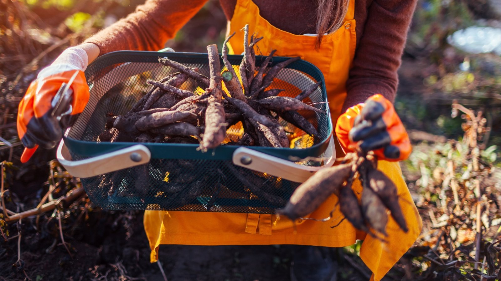 A woman in a bright orange apron holds a basket with oval-shaped dahlia tubers with smooth skin and a rich brown color in the garden.