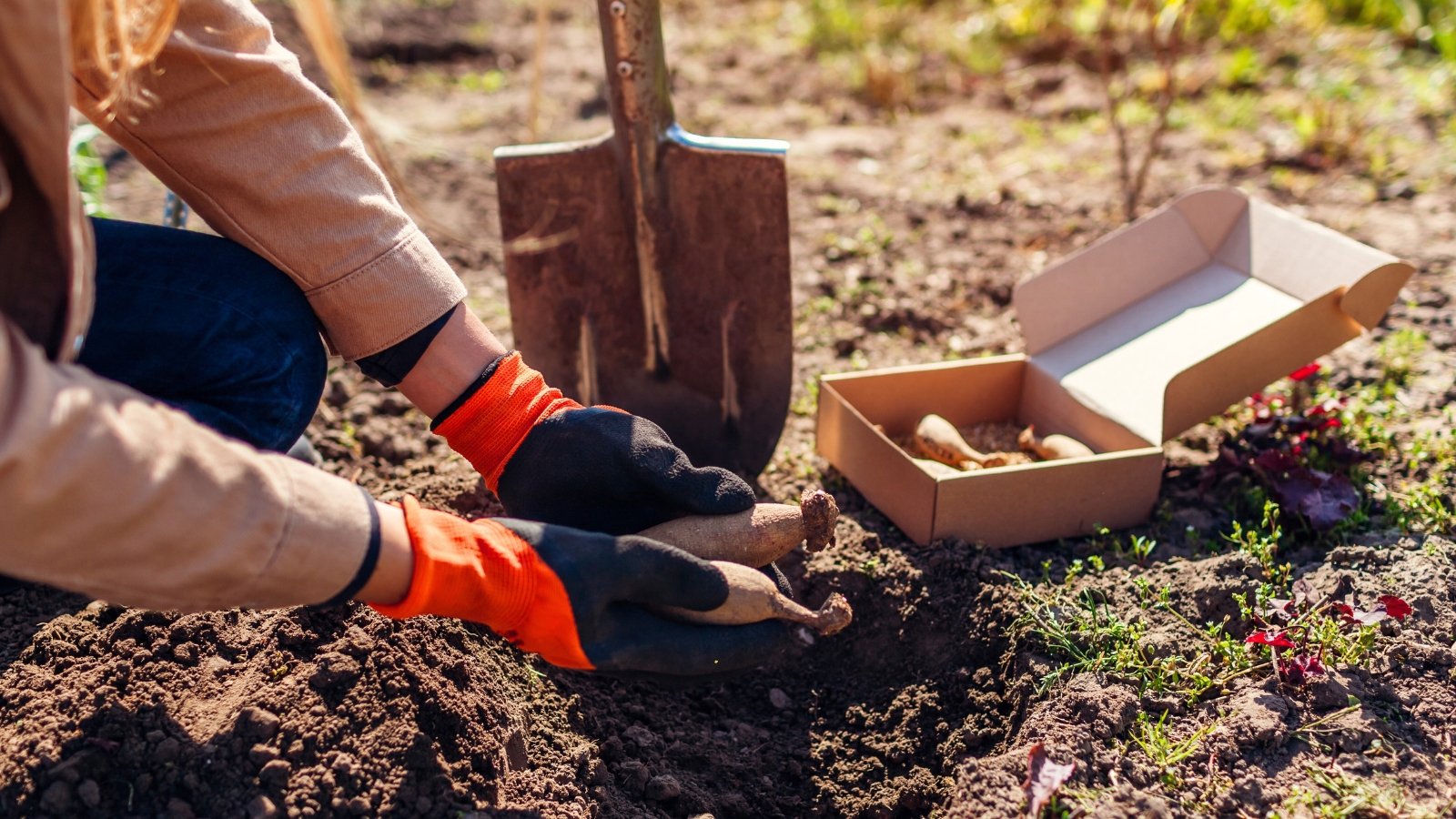 A woman in black-orange gloves plants firm, tan dahlia tubers with a slightly bumpy surface in a dug hole.
