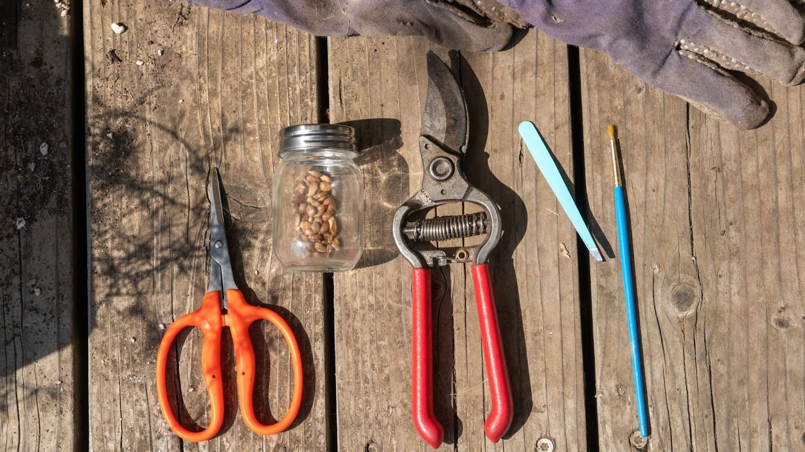 Gardening tools placed on a wooden table, including scissors, shears and a glass jar containing seeds appearing light brown under sunlight