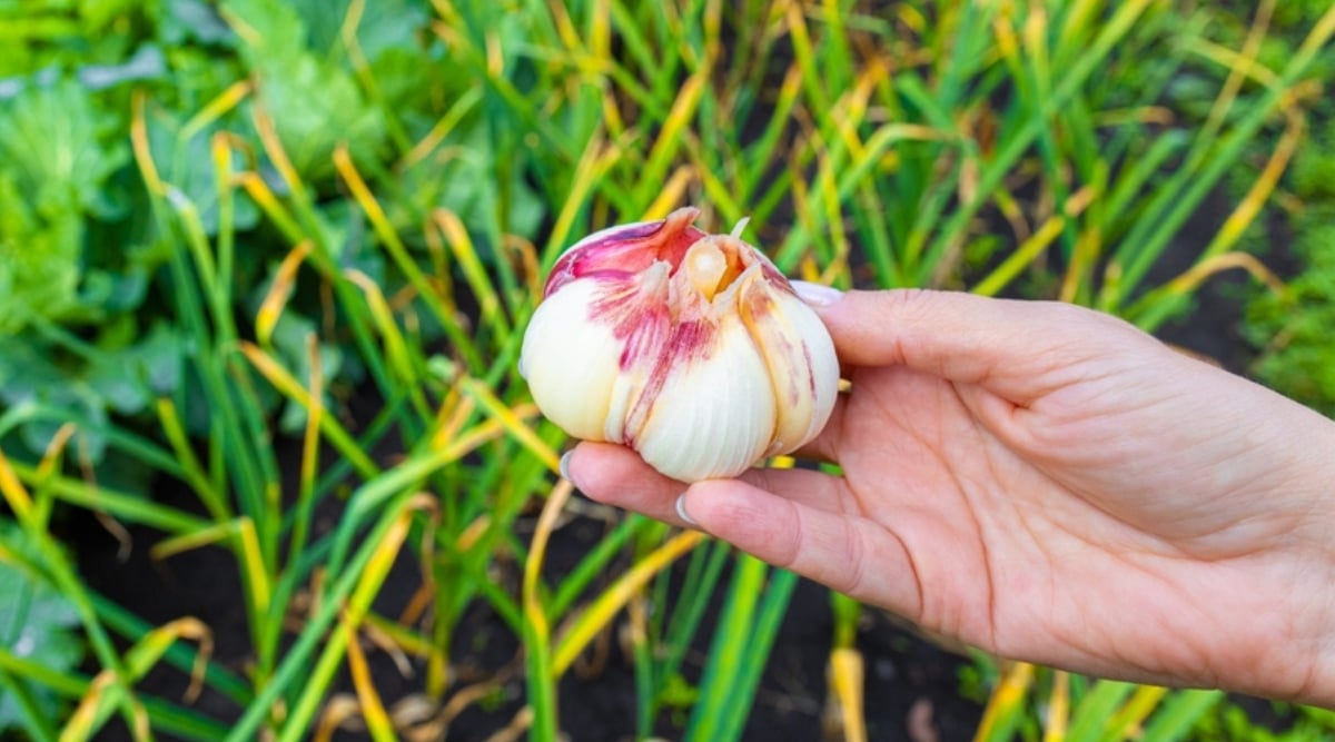 Close up of a female hand holding a bulb of garlic. The garlic is white with splashes of red and is slightly open. Bright green grass grows in the blurred background.