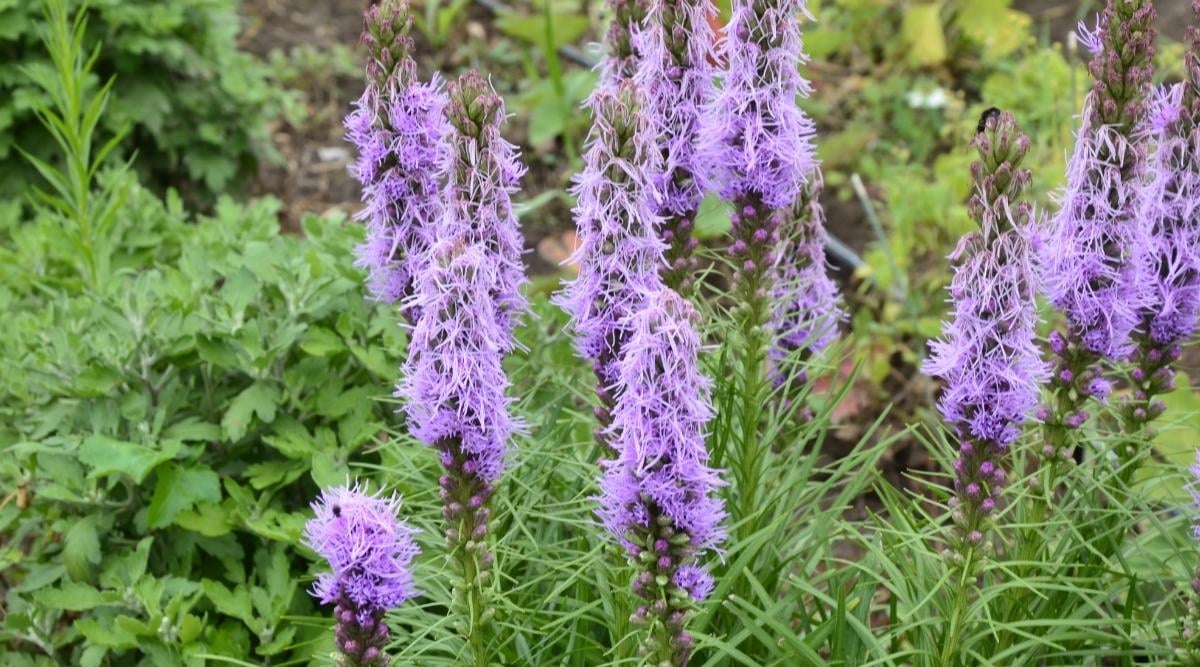 Gayfeather