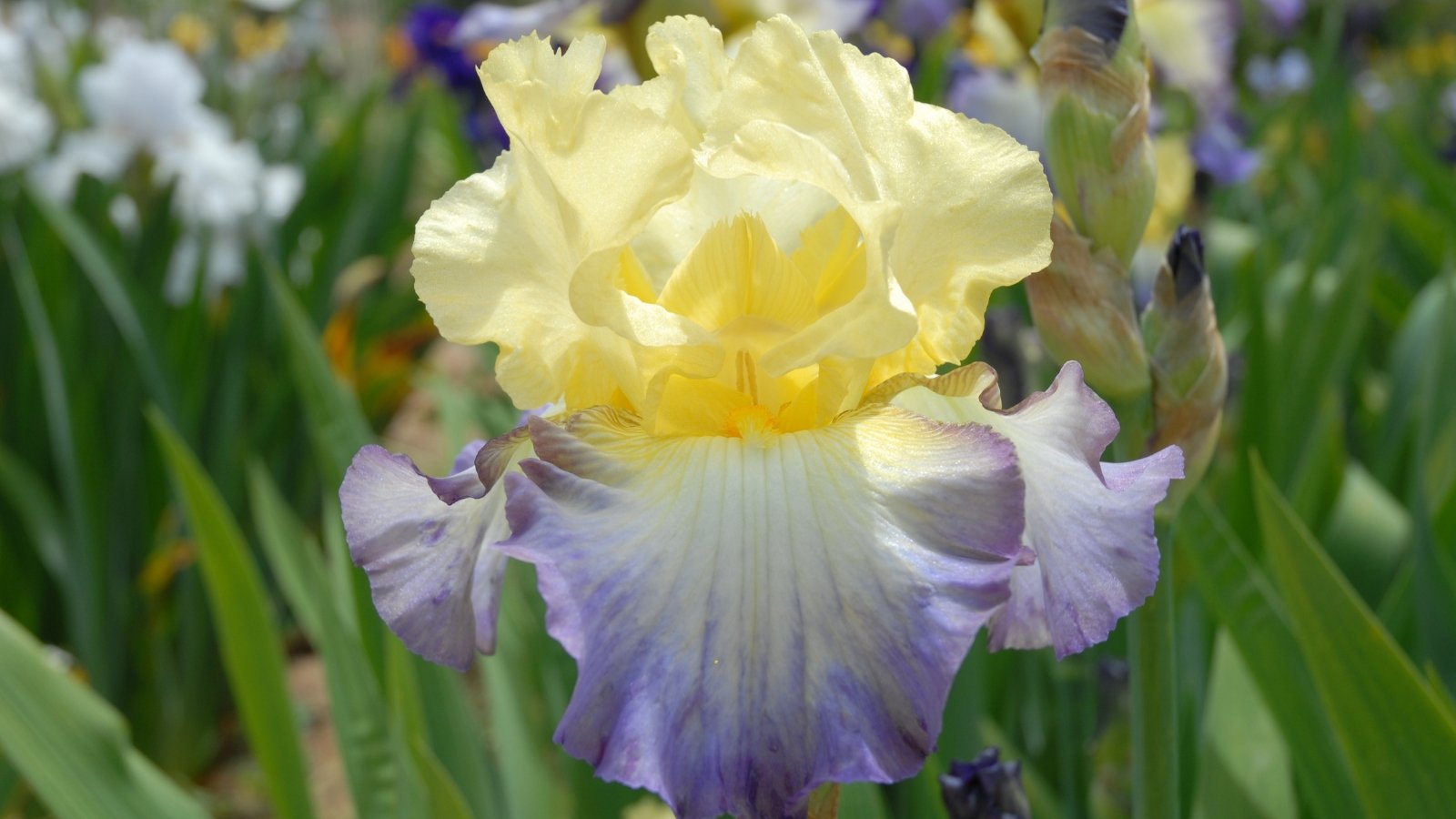 A gentle flower with frilled lavender waterfalls-petals and gentle pale lemon-colored standards, featuring a pale yellow beard.