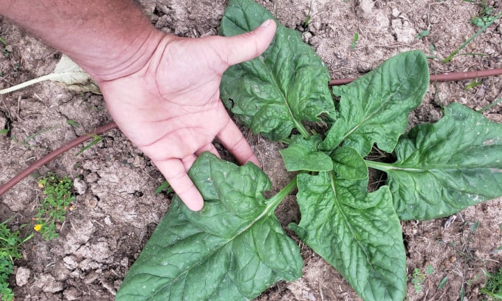Giant Nobel spinach