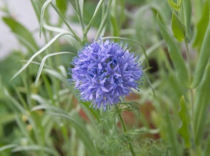 An exquisite cluster of Gilia capitata with small blue flowers, among tall stems and thin leaves.