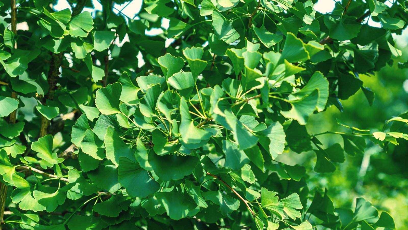 Fan-shaped, vibrant green leaves with graceful wavy edges are borne on long, branching limbs, with a unique, smooth bark.