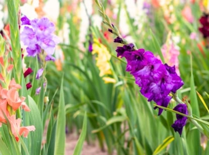 A garden bed of gladiolus varieties displays tall flower spikes in purple, yellow, orange, pink, white, and burgundy, rising from sword-shaped green leaves and upright stems.
