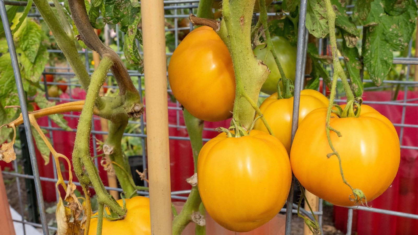 Vigorous vine with long stems and round, golden-orange tomatoes hanging in loose clusters among dry leaves.