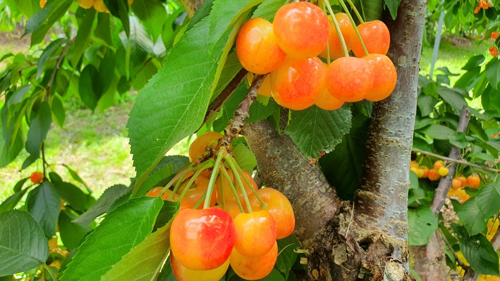 A sunlit branch displays sweet cherries with rosy cheeks and pale golden tones nestled in foliage.
