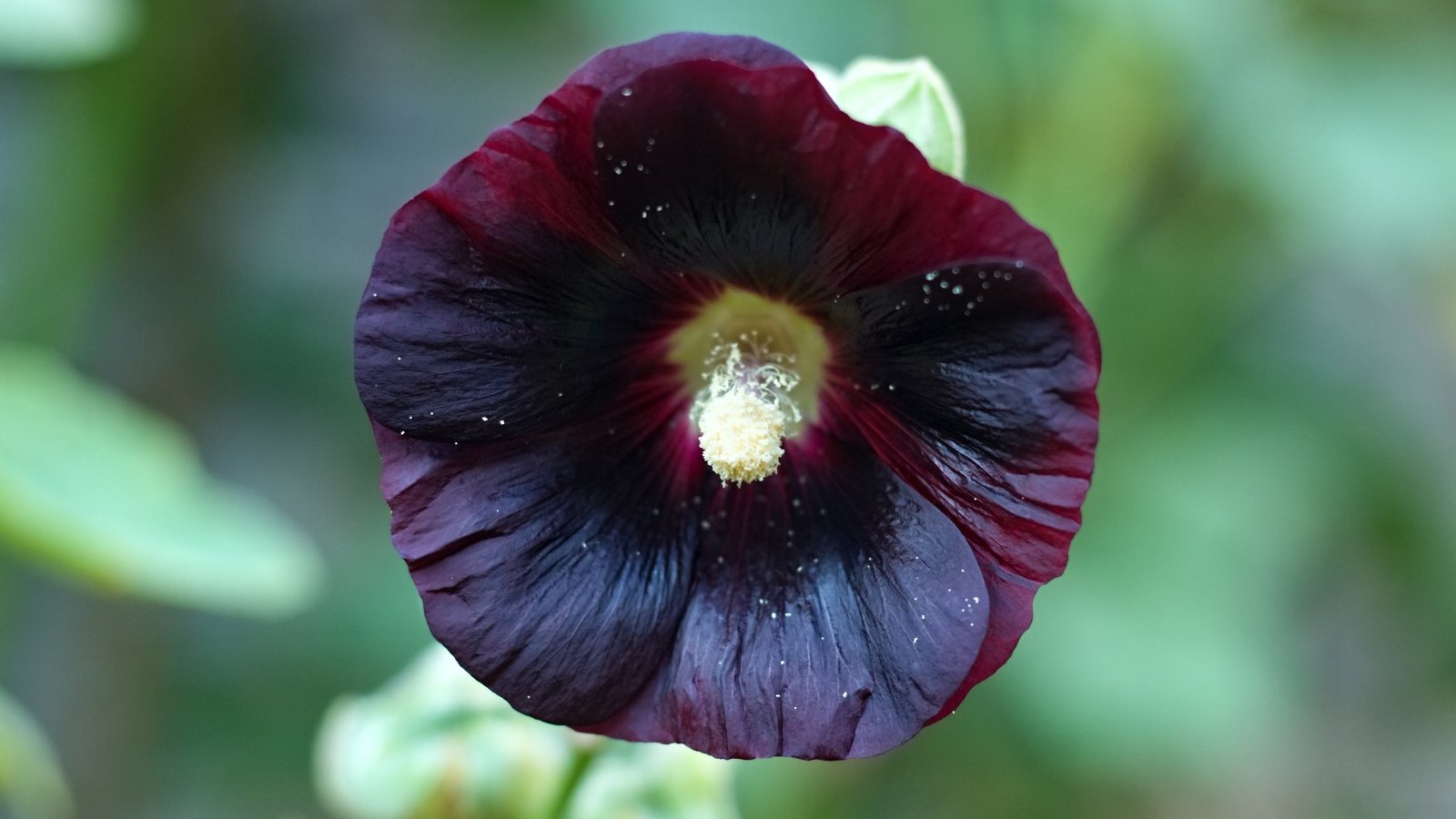 Close-up of a large, ruffled bloom in deep magenta, showcasing layered petals and a prominent central stamen against a soft-focus background in a goth-themed garden.