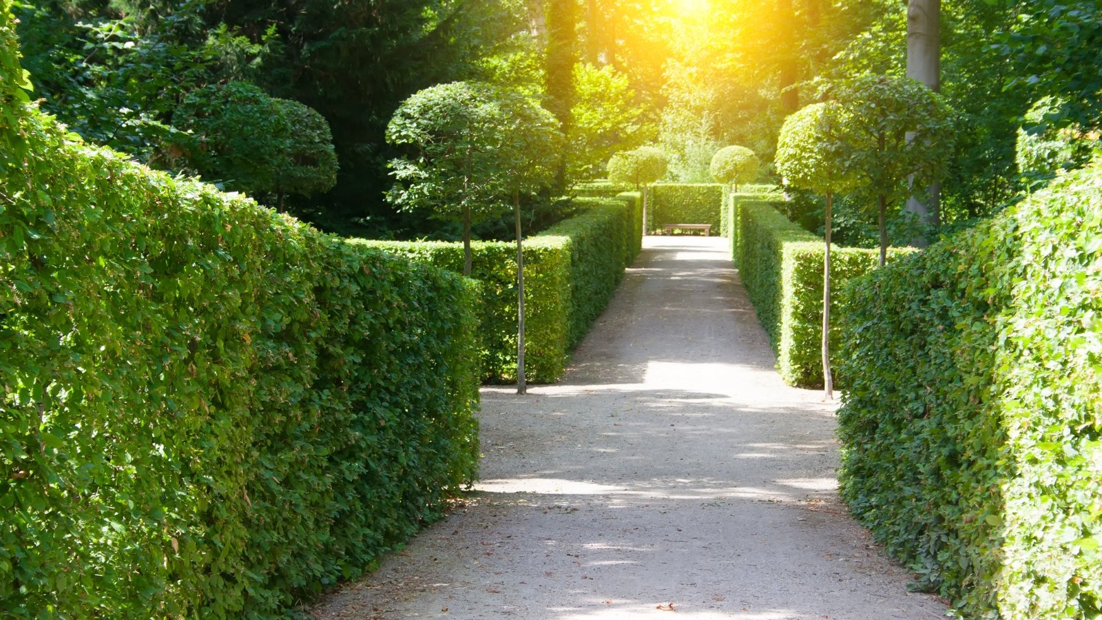 The formal garden features meticulously maintained green box hedges and elegant trees lining the symmetrical walking paths.