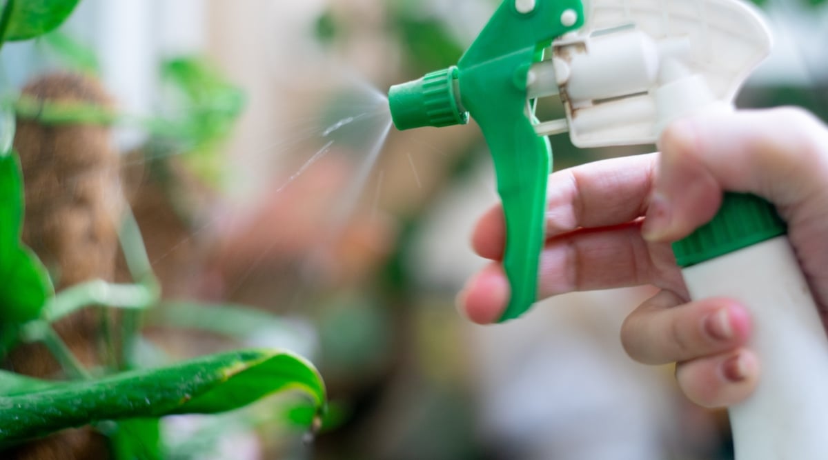 A hand holds a green spray bottle, its nozzle aimed at the verdant plants. A fine mist emerges from the nozzle, enveloping the plants in a nurturing embrace of fertilizer, pesticide, water, and anti-fungal protection.