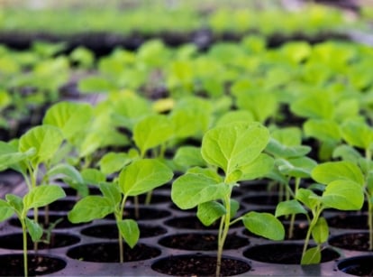 Growing eggplants from seeds in a large seed starting tray with thin stems and rounded green leaves that are slightly wavy at the edges.