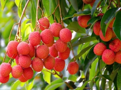 Dense clusters of bright red, textured fruits dangle from spreading lychee branches with glossy, pointed green leaves growing in a sunny garden.