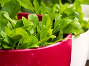 Spinach growing in red and white containers features vibrant green, tender leaves with a smooth texture and a slightly crinkled edge, supported by sturdy, slender stems that grow upright and are often densely packed.