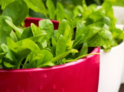 Spinach growing in red and white containers features vibrant green, tender leaves with a smooth texture and a slightly crinkled edge, supported by sturdy, slender stems that grow upright and are often densely packed.