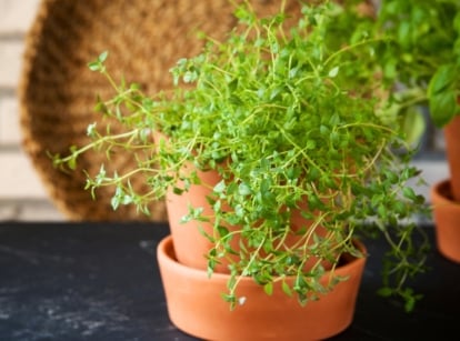 Compact green thyme herb with woody, branching stems covered in tiny, oval, aromatic leaves growing in a rustic terracotta pot indoors.