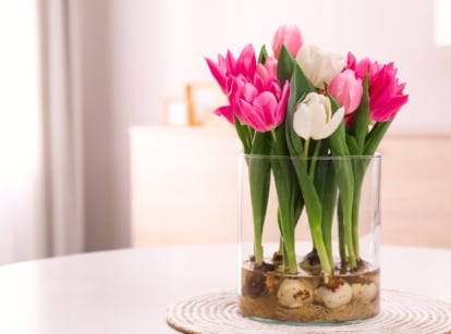 A vibrant tulip blooms grow in a clear glass vase, with visible roots and bulb base submerged in water, slender green stems rising to hold bright, cup-shaped petals.