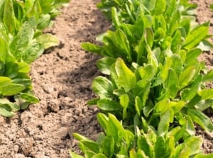 Lush, lance-shaped green leaves with smooth edges grow in dense clusters from a central base, arranged in two neat rows in a garden bed for growing winter greens.
