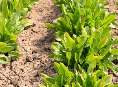 Lush, lance-shaped green leaves with smooth edges grow in dense clusters from a central base, arranged in two neat rows in a garden bed for growing winter greens.