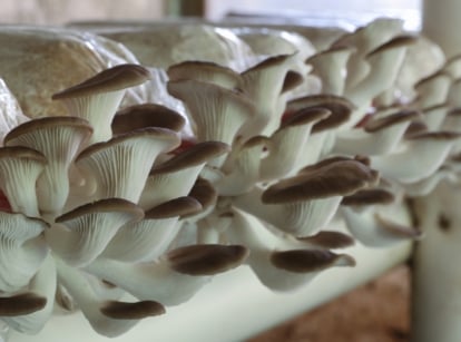 White home-grown mushrooms flourish from plastic bag containers, displaying intricate textures and earthy hues, embodying sustainable cultivation practices and fostering a connection between nature and urban living in a domestic setting.